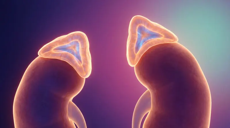 The two adrenal glands sitting on top of the kidneys